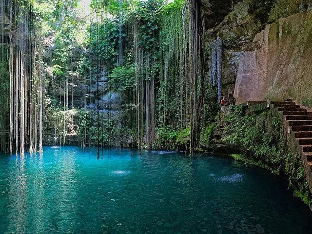 Ein ruhiger blauer Cenote mit herabhängenden Ranken und hinabführenden Steinstufen.